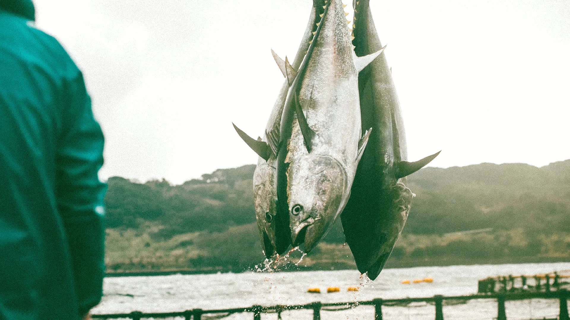 Japan's fishing shores