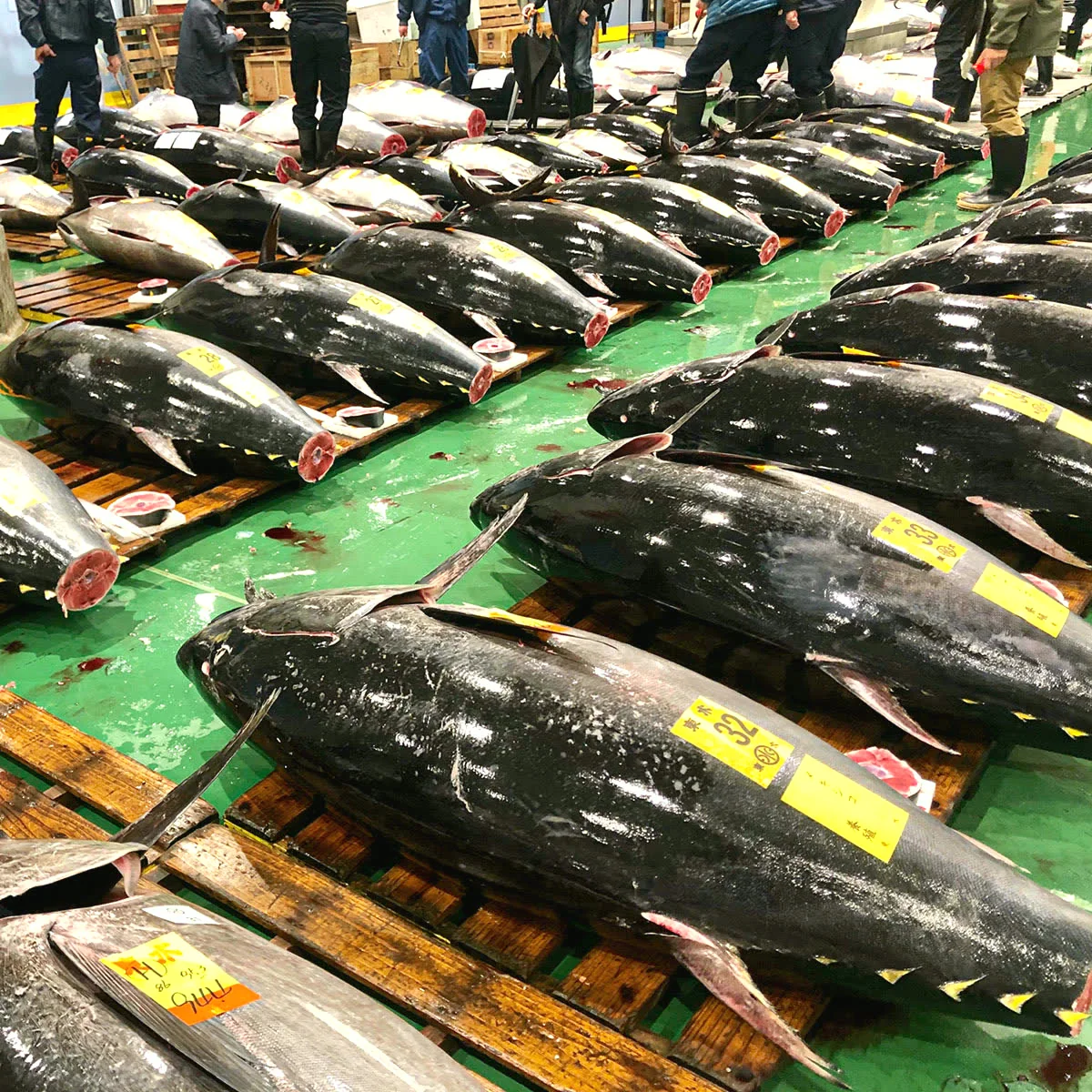 Toyosu Market dawn auction