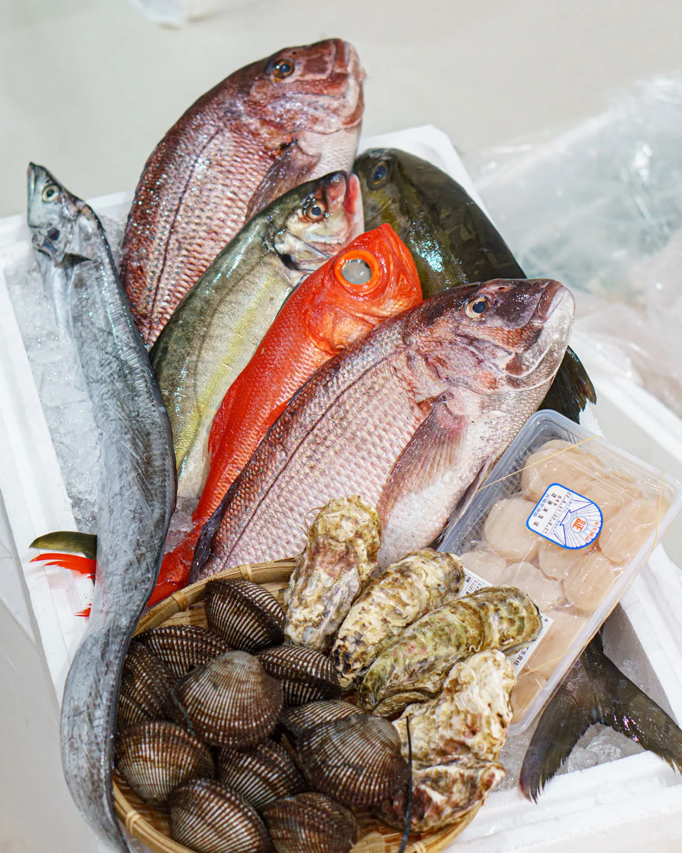 Fish