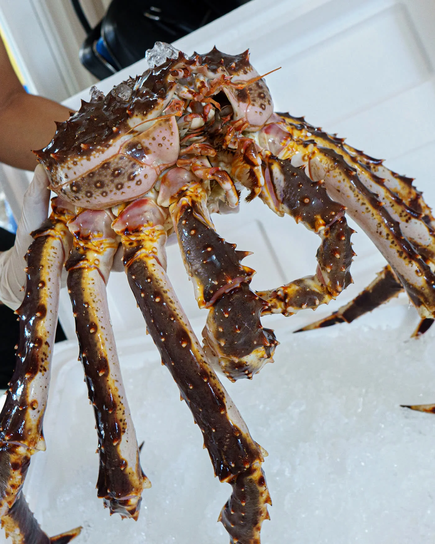 Crab